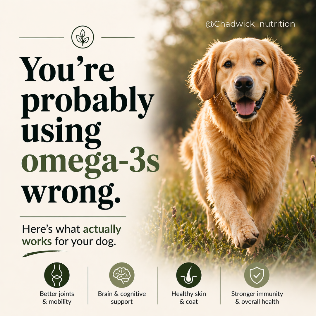 Best Omega-3 for Dogs: Fish Oil vs Plant-Based Oils Explained