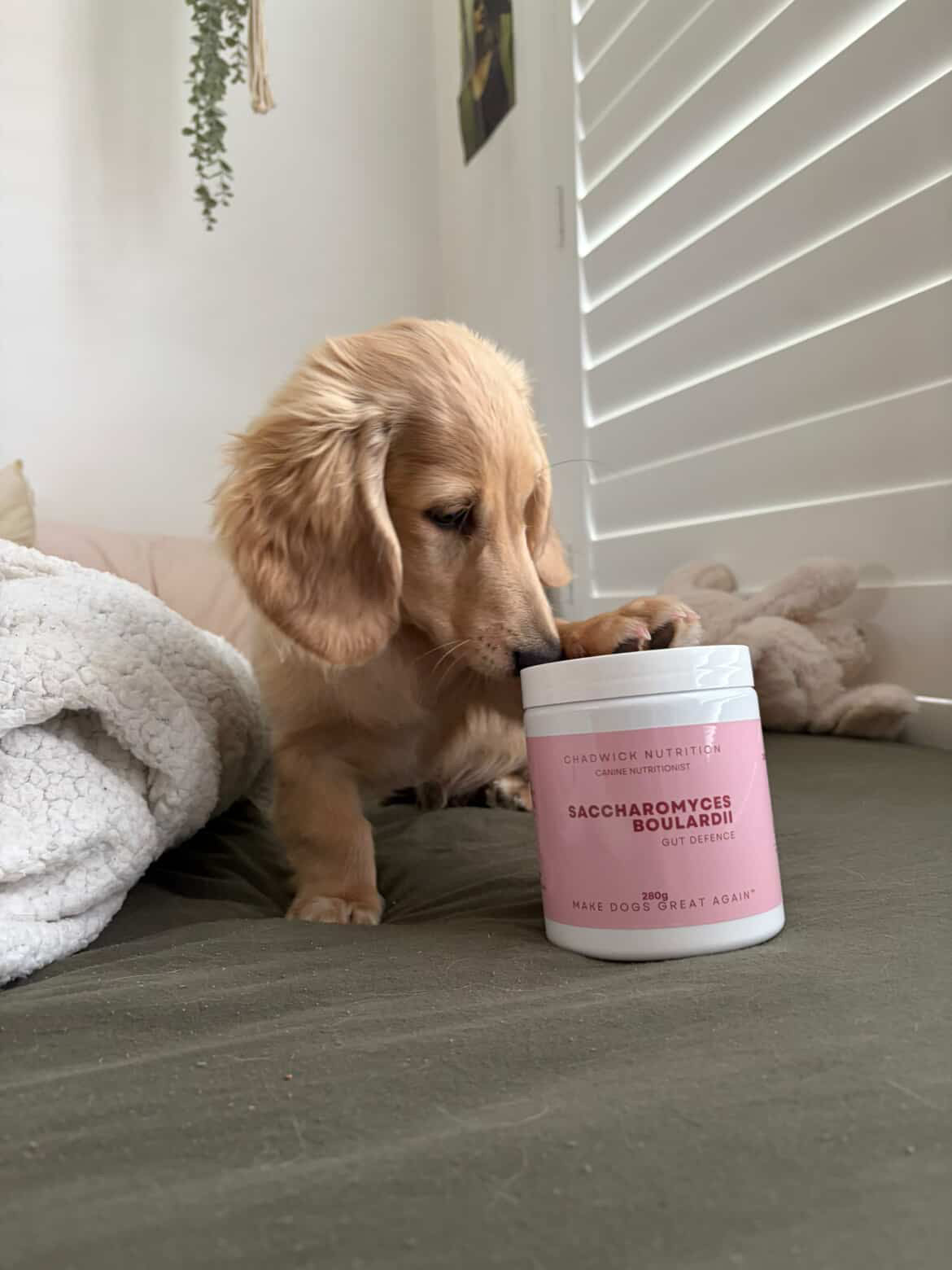 Boost Your Dog’s Gut Health with Saccharomyces Boulardii