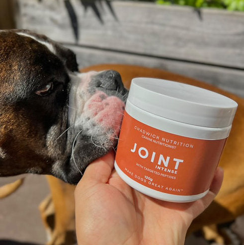 Introducing Joint Intense & Joint Everyday: Powerful Joint Support for Your Dog