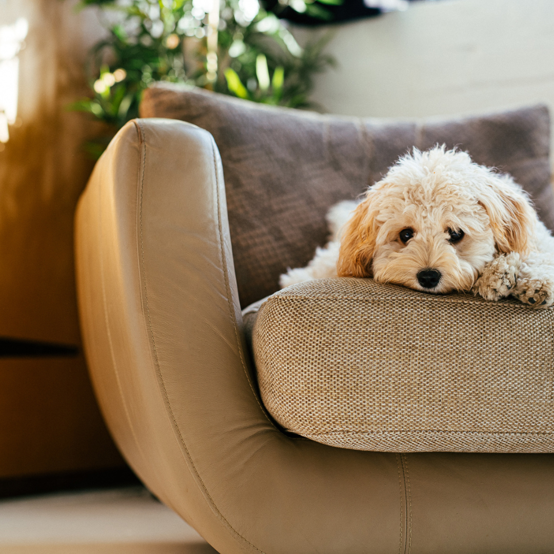 Can Gut Health Affect Your Dog’s Mood? The Link Between Digestion and Behaviour