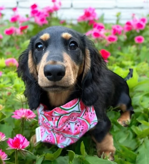 Puppy Nutrition 101: Setting Your Pup Up for a Healthy Future