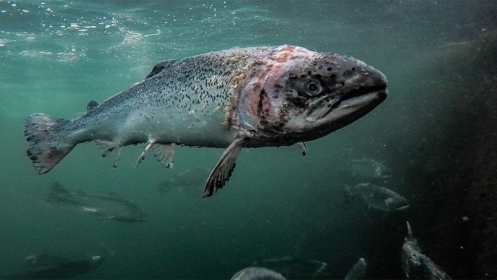 The Truth About Salmon That Made Me Stop Feeding It To My Dogs