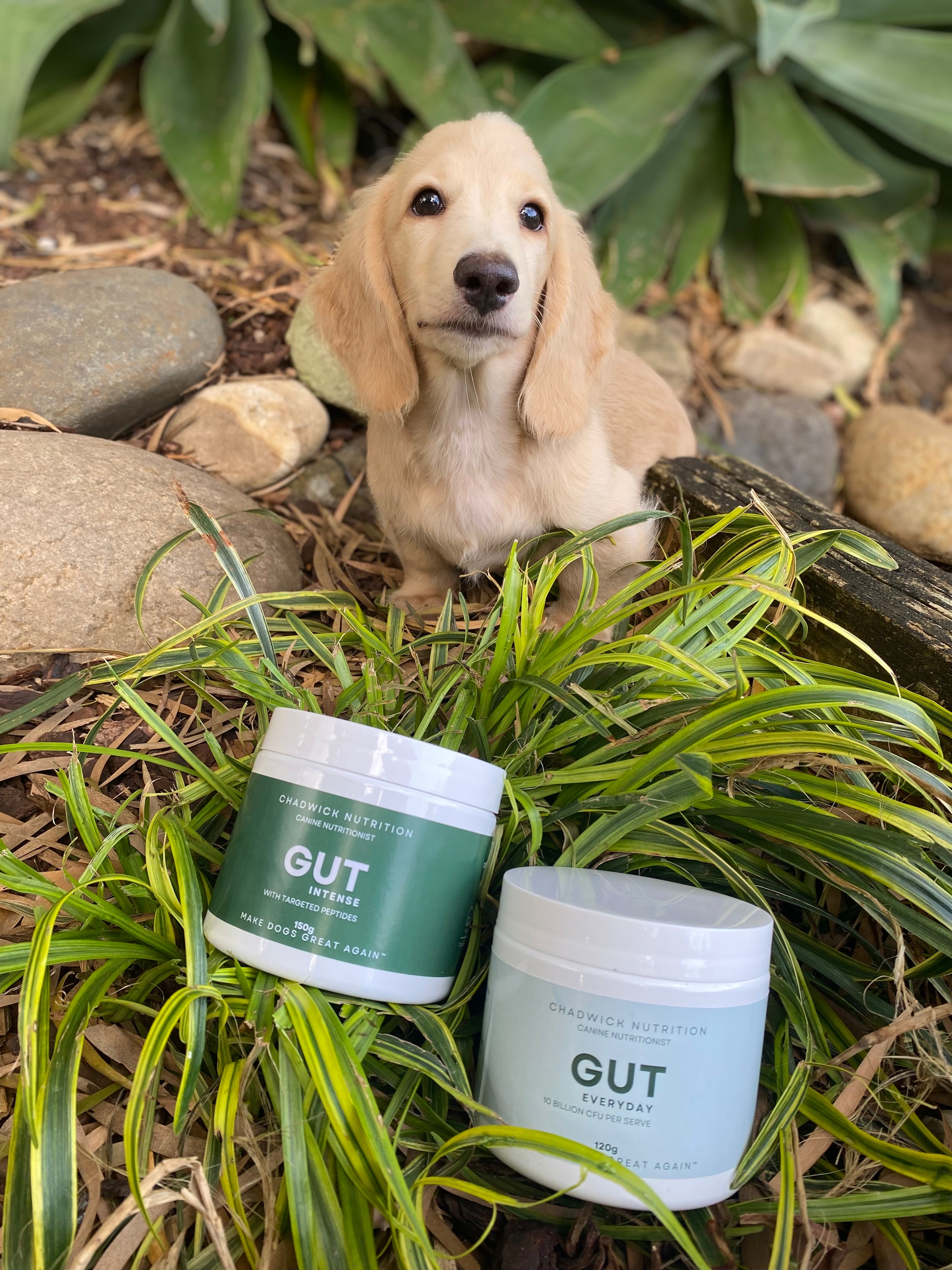 Gut Intense - Advanced Gut Health Support for Dogs.