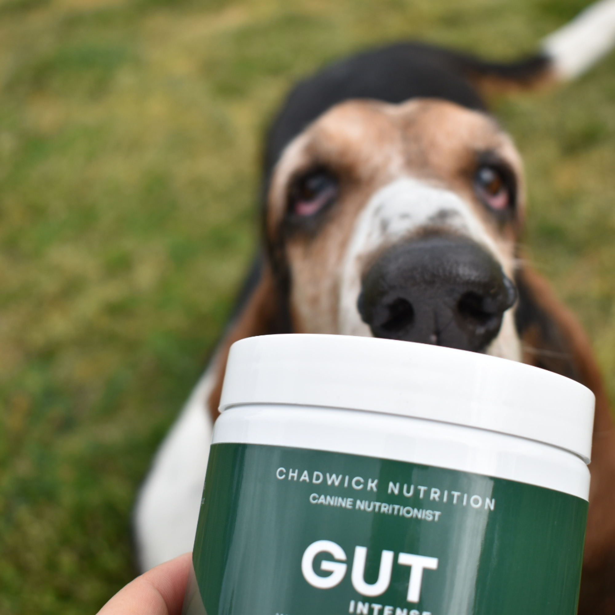 Gut Intense - Advanced Gut Health Support for Dogs.
