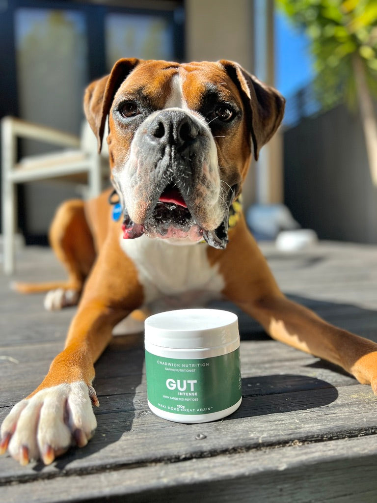 Gut Intense - Advanced Gut Health Support for Dogs.