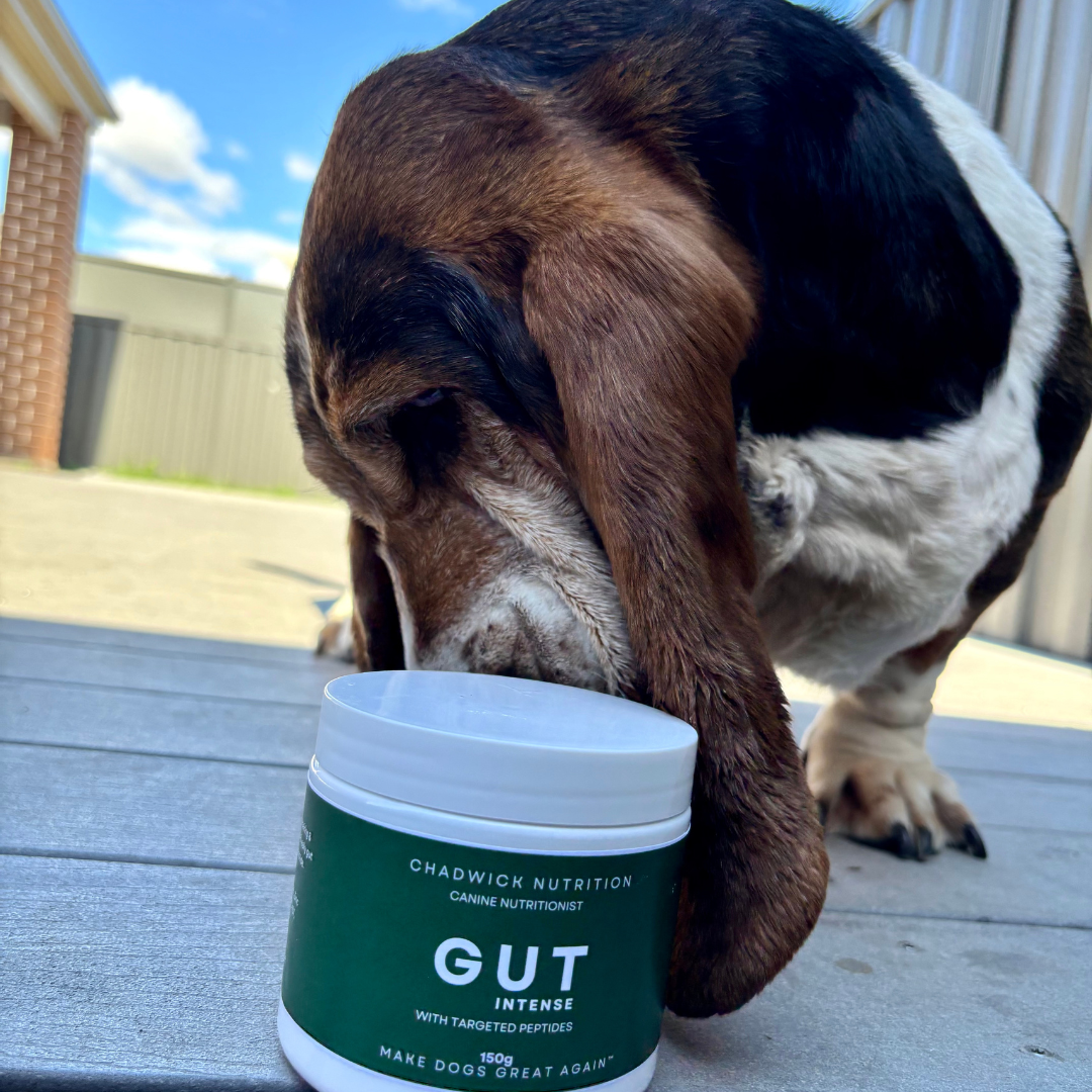 Gut Intense - Advanced Gut Health Support for Dogs.