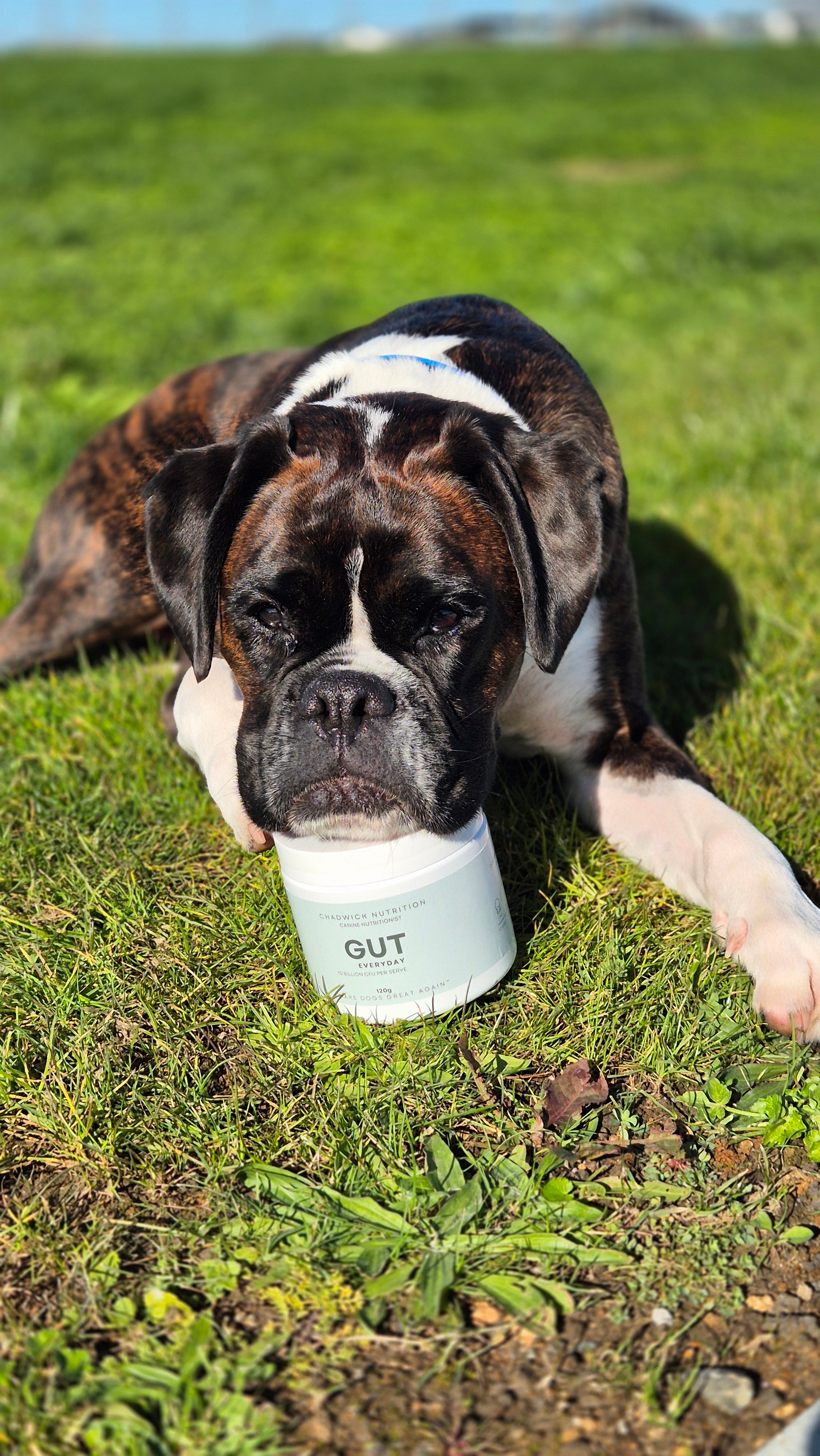 Gut Everyday - Daily Gut Health Support for Dogs.