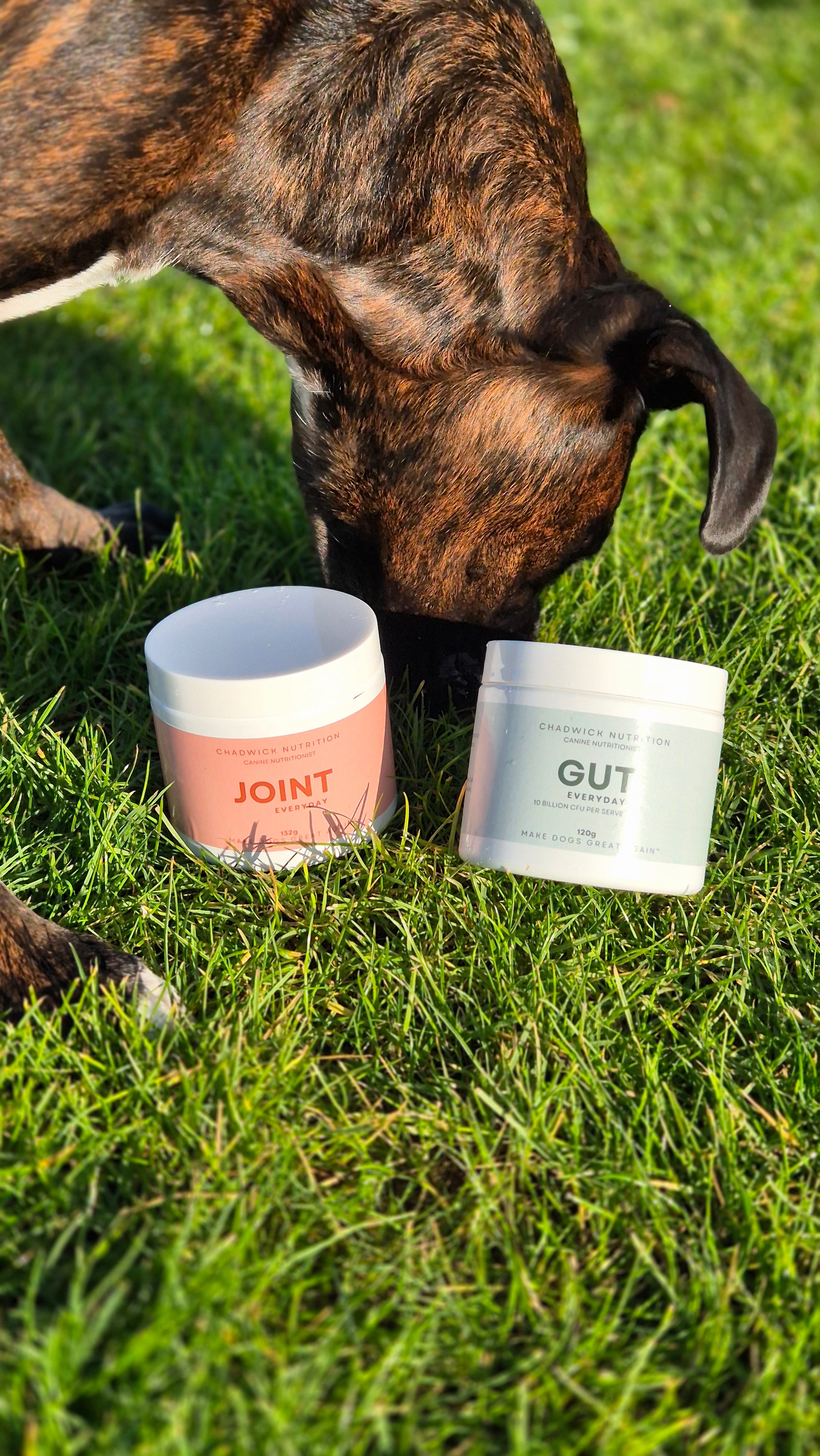 Everyday Health Bundle – Daily Gut and Joint Support for Dogs.