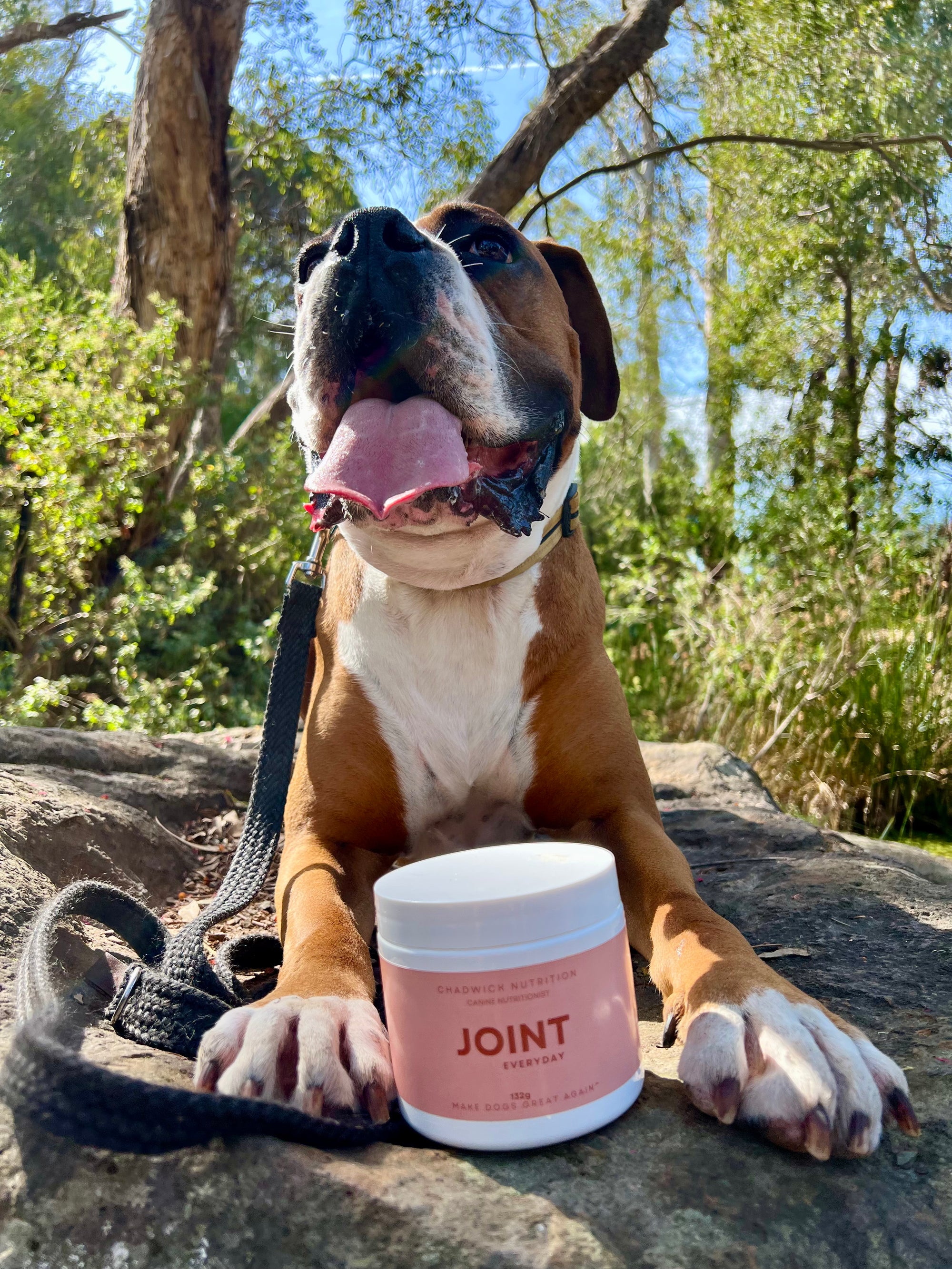 Joint Everyday - Daily Joint Health Support for Dogs.