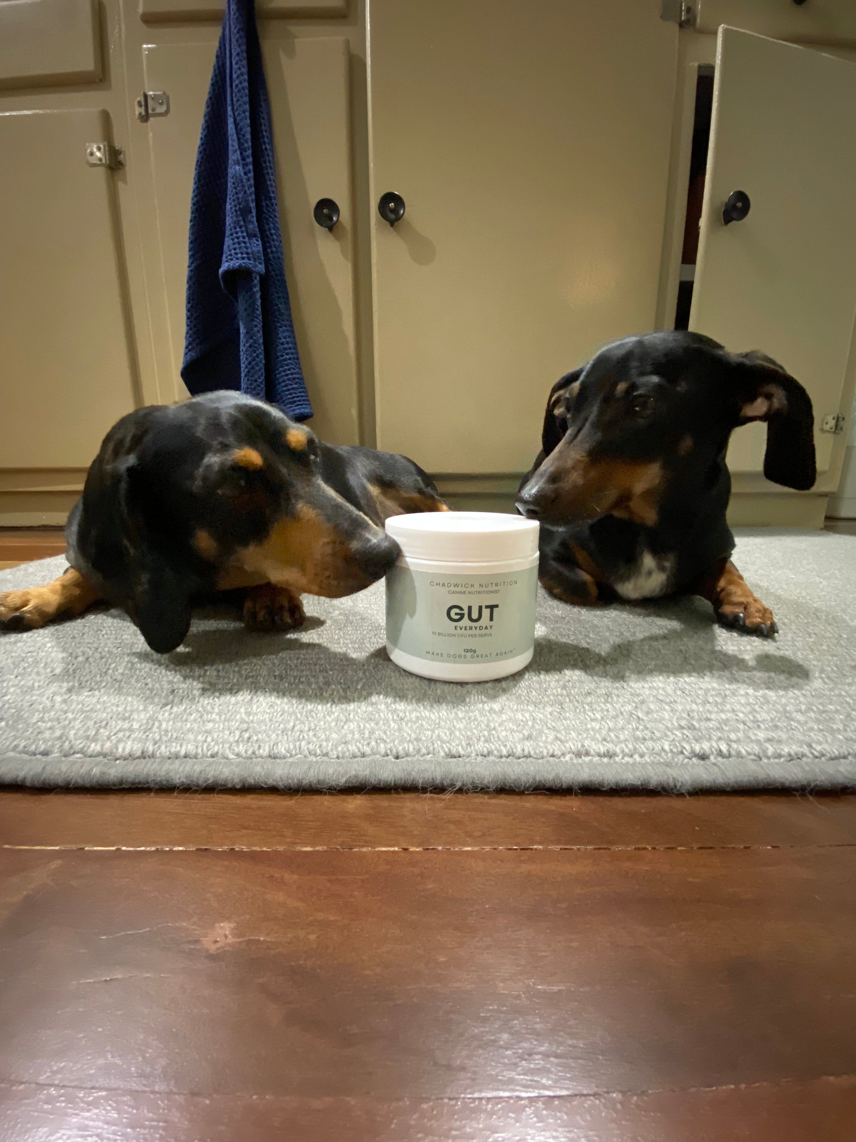 Gut Everyday - Daily Gut Health Support for Dogs.