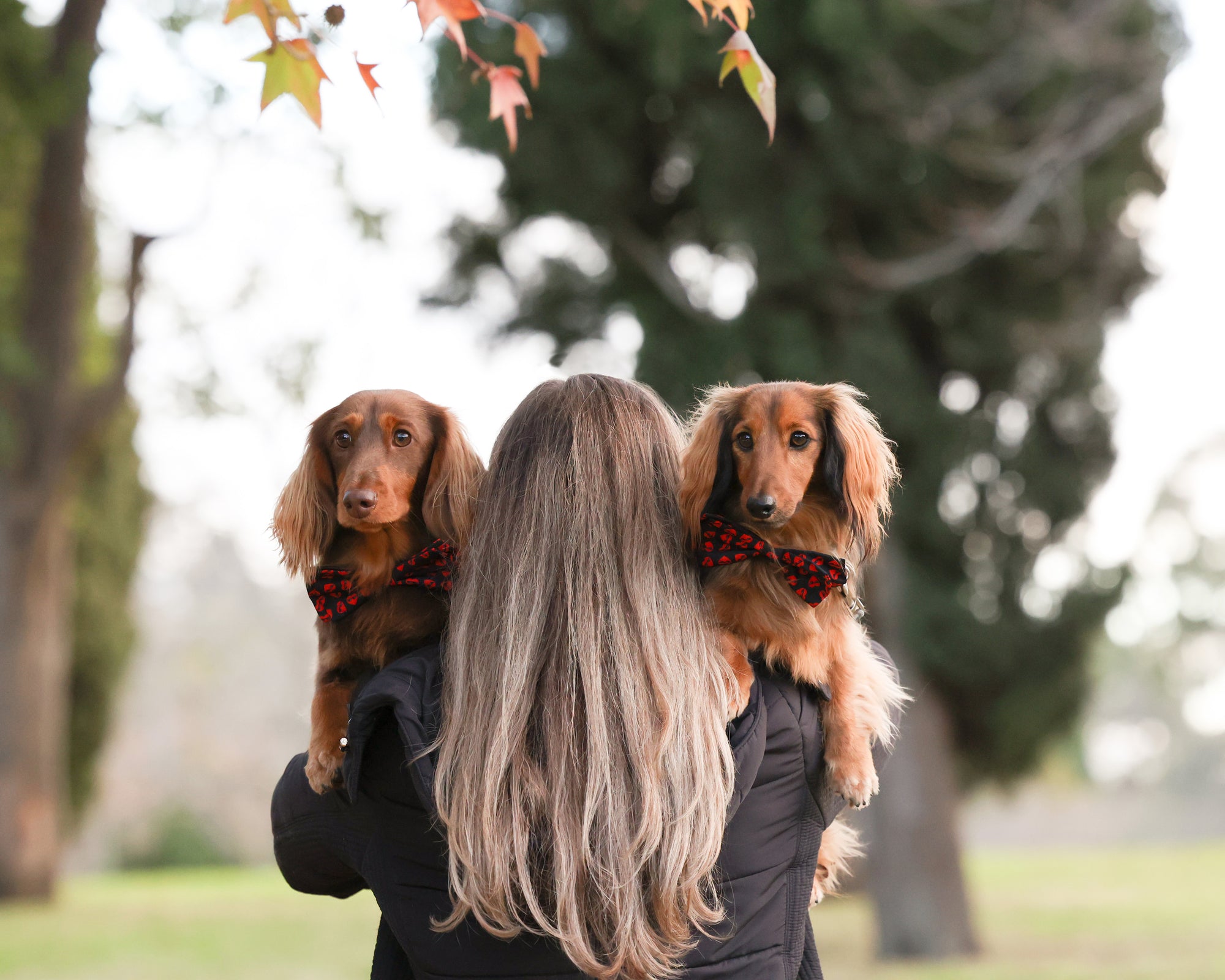 Person holding two dachshunds with festive collars in a park setting