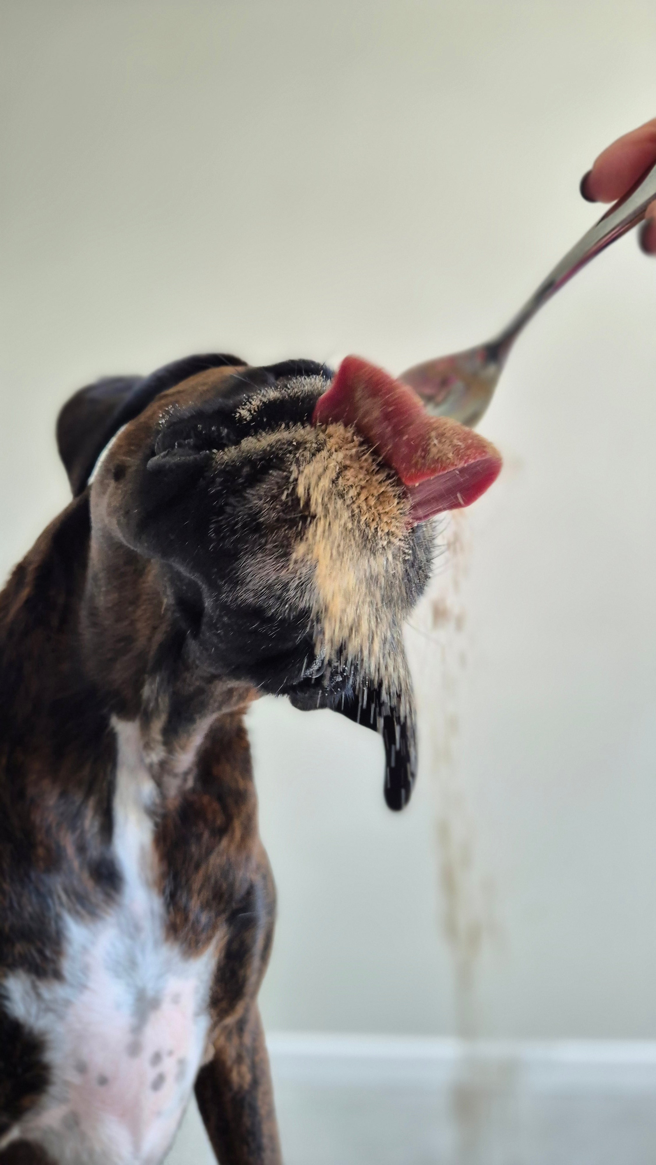 Gut Everyday - Daily Gut Health Support for Dogs.