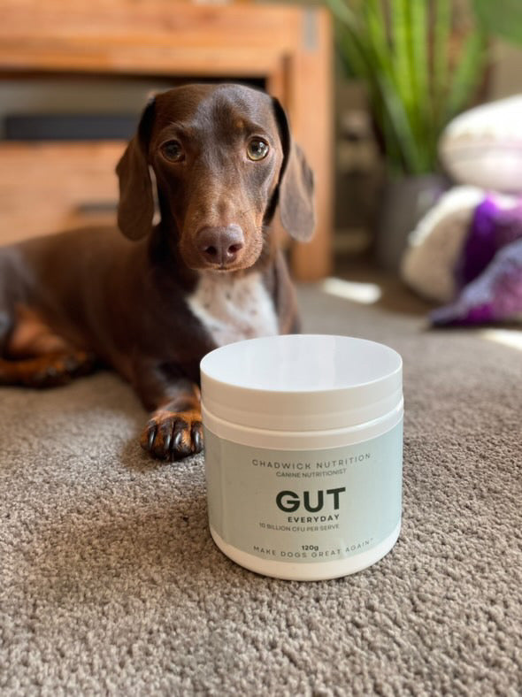 Gut Everyday - Daily Gut Health Support for Dogs.