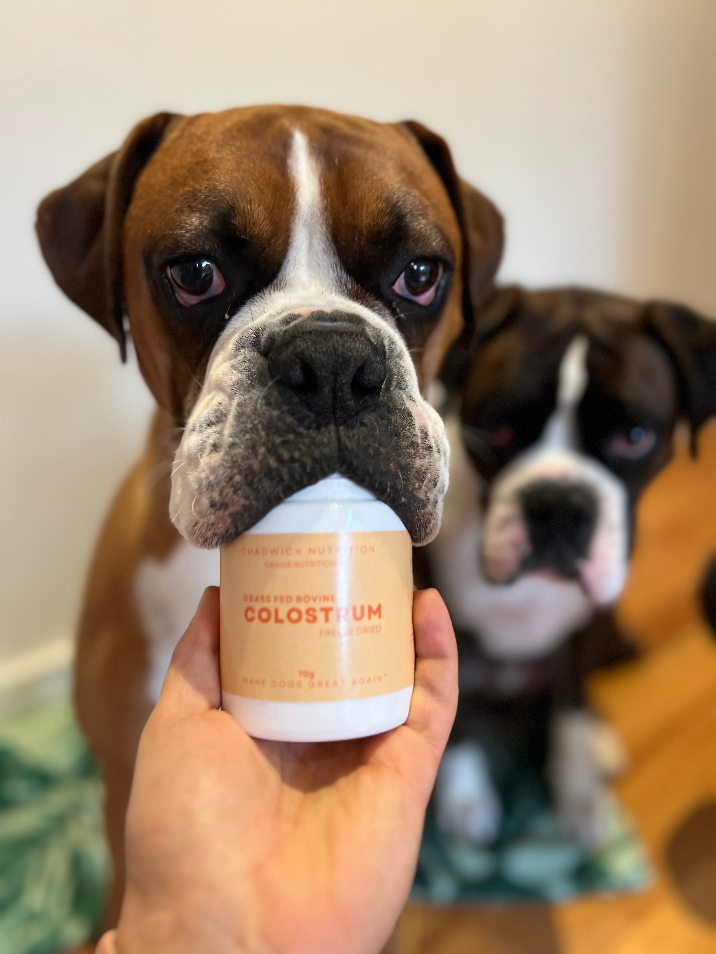 Freeze Dried Bovine Colostrum - Immune Support.