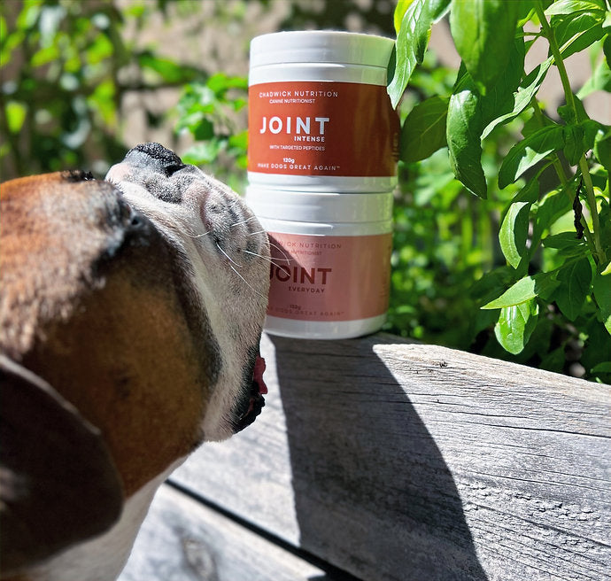 Dog looking at a container of Joint supplements with greenery in the background