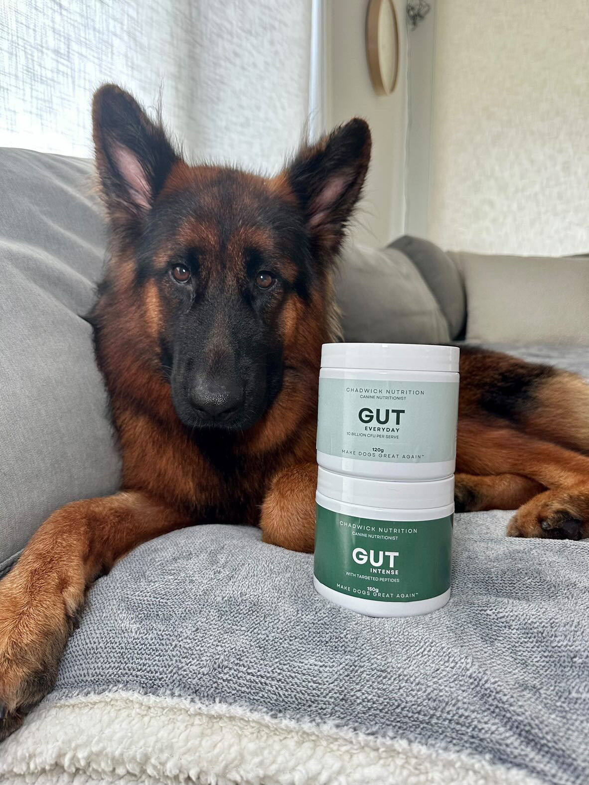 Gut Intense - Advanced Gut Health Support for Dogs.