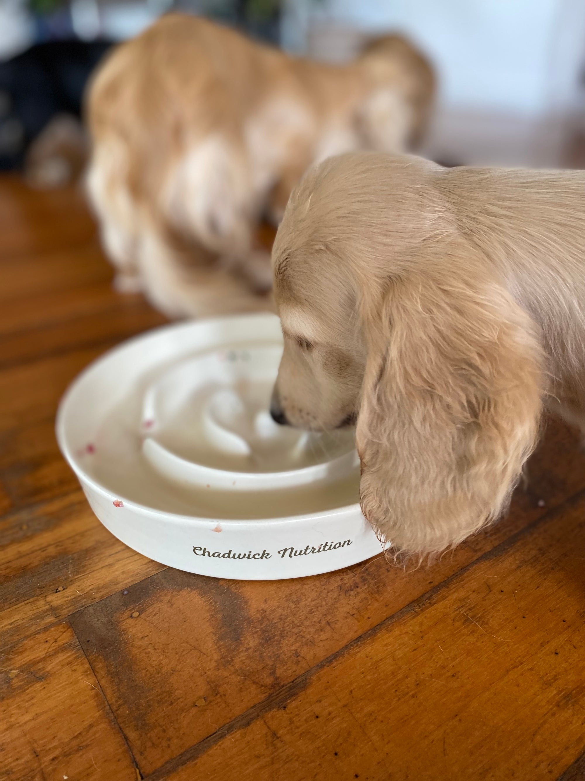Puppy Nutrition Consultation