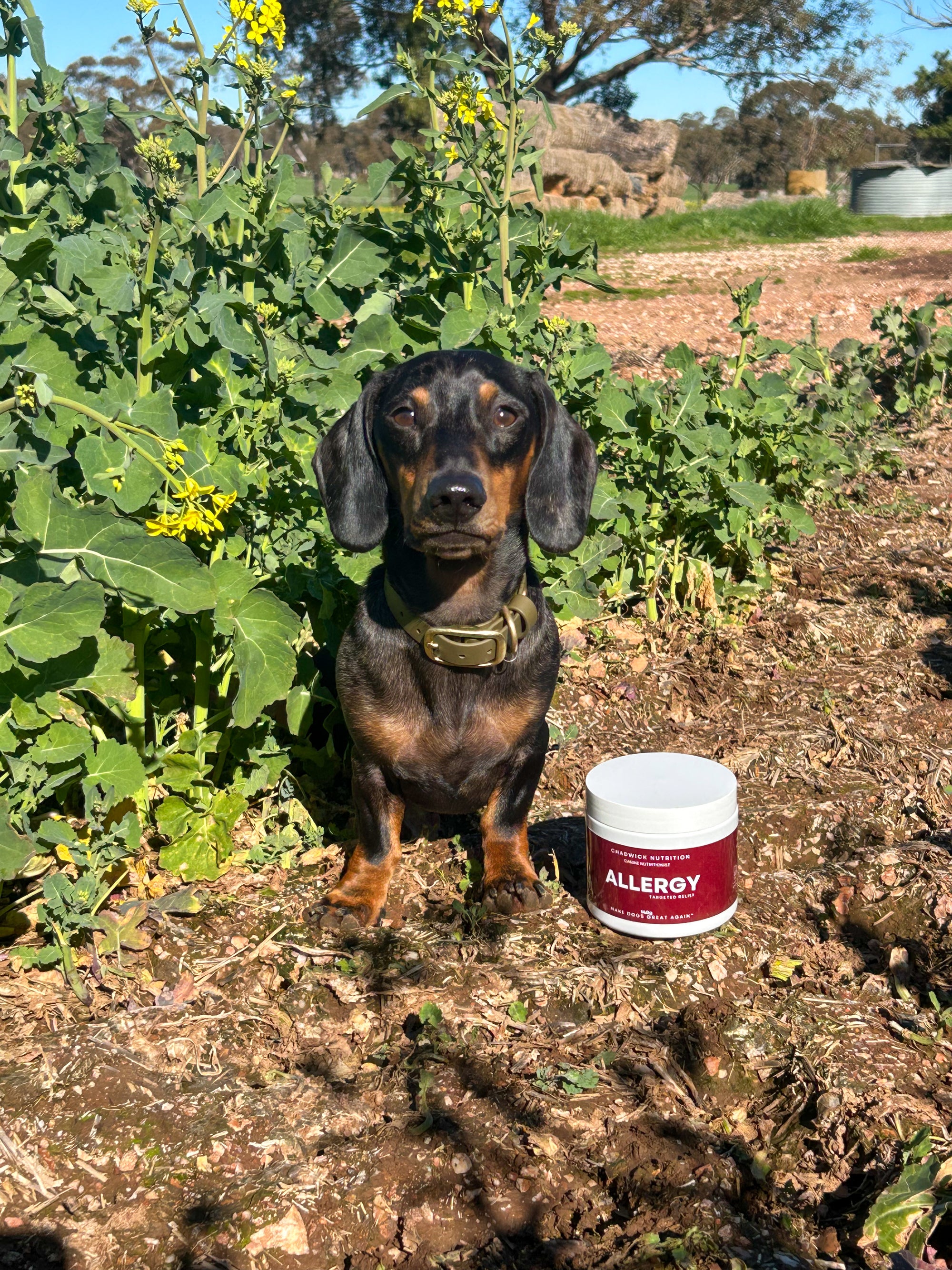 Allergy - Targeted Relief.