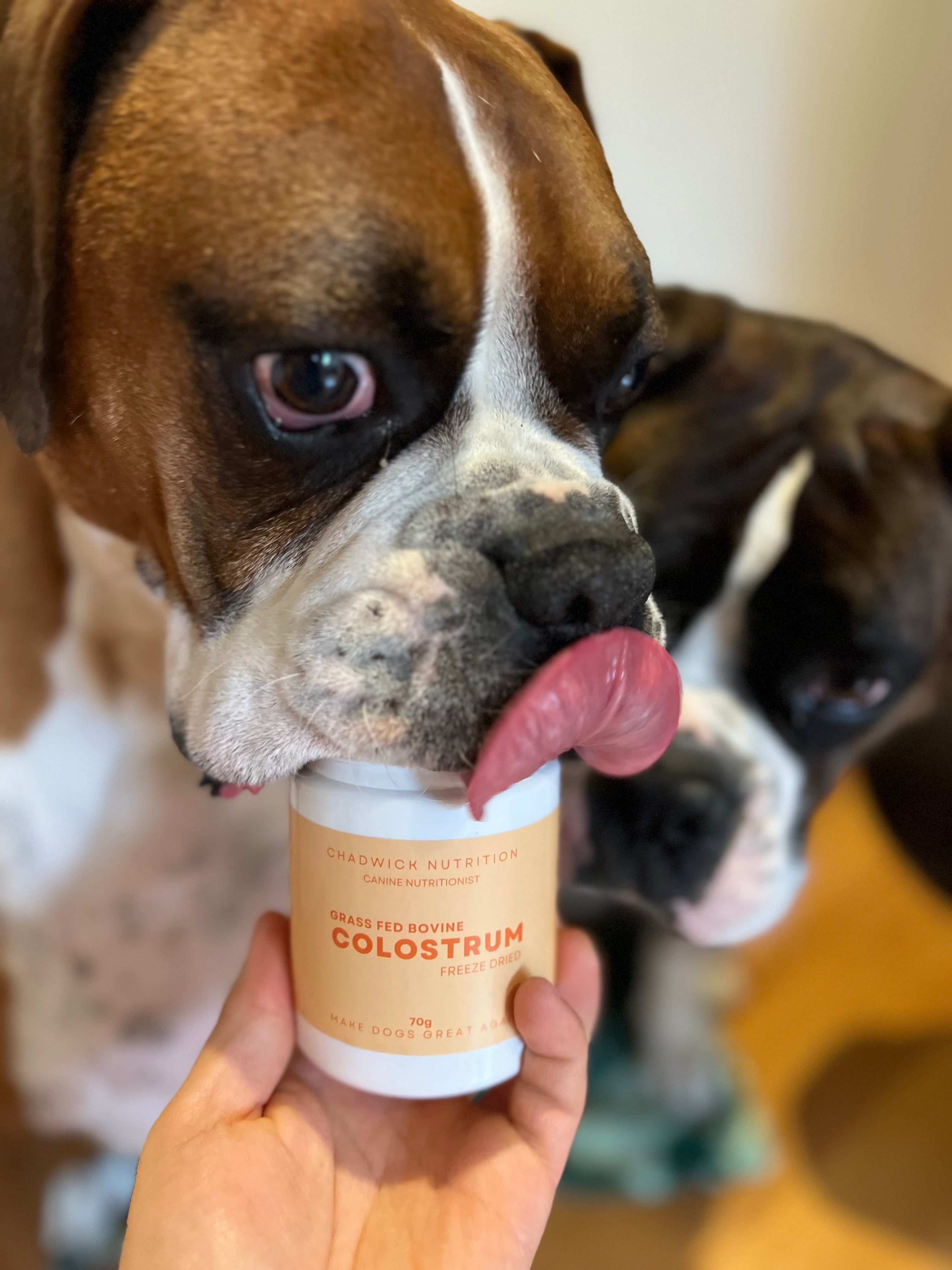 Freeze Dried Bovine Colostrum - Immune Support.