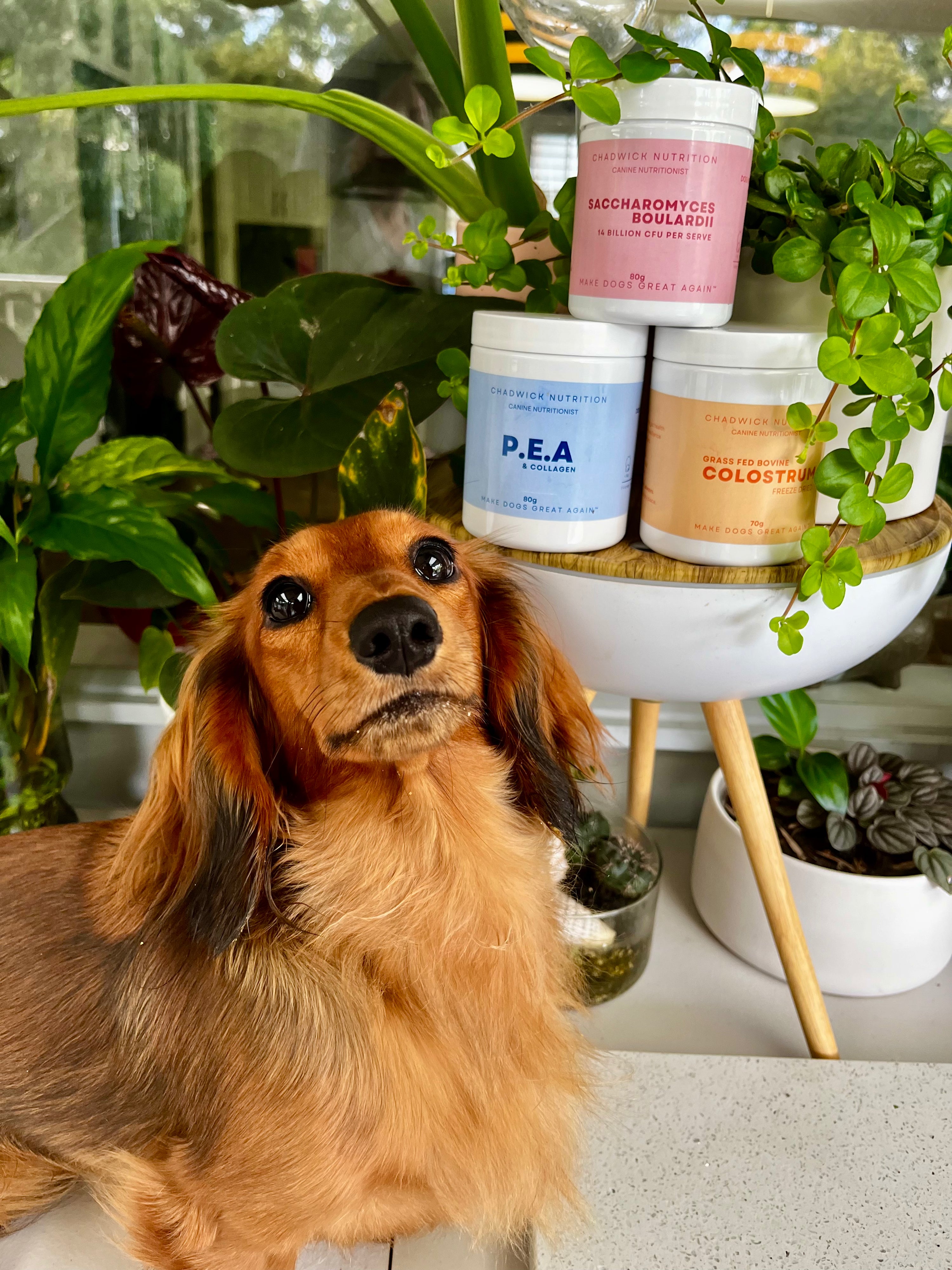 Freeze Dried Bovine Colostrum - Immune Support.