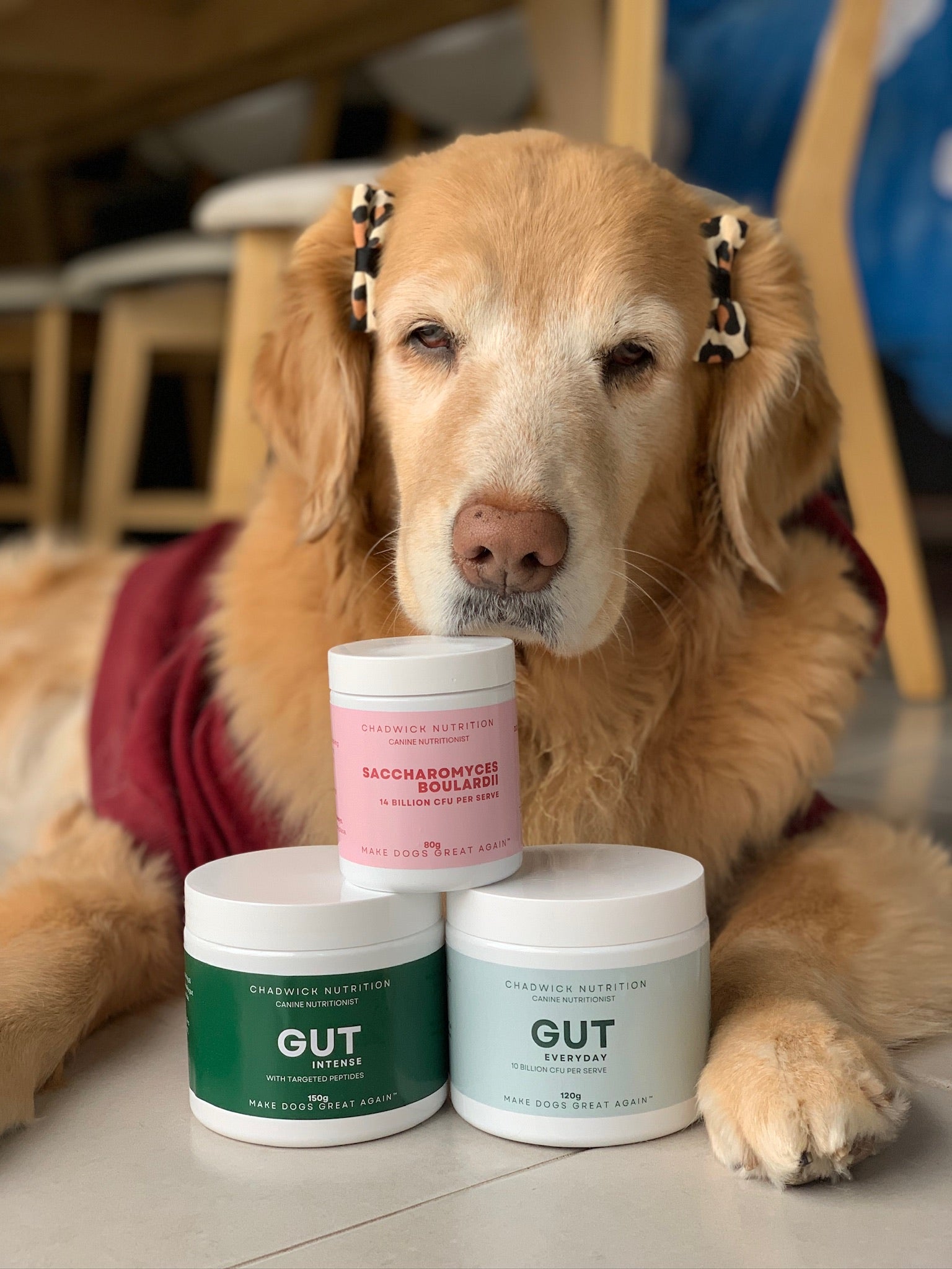 Ultimate Gut Bundle - The Complete Gut Health System for Real Results.