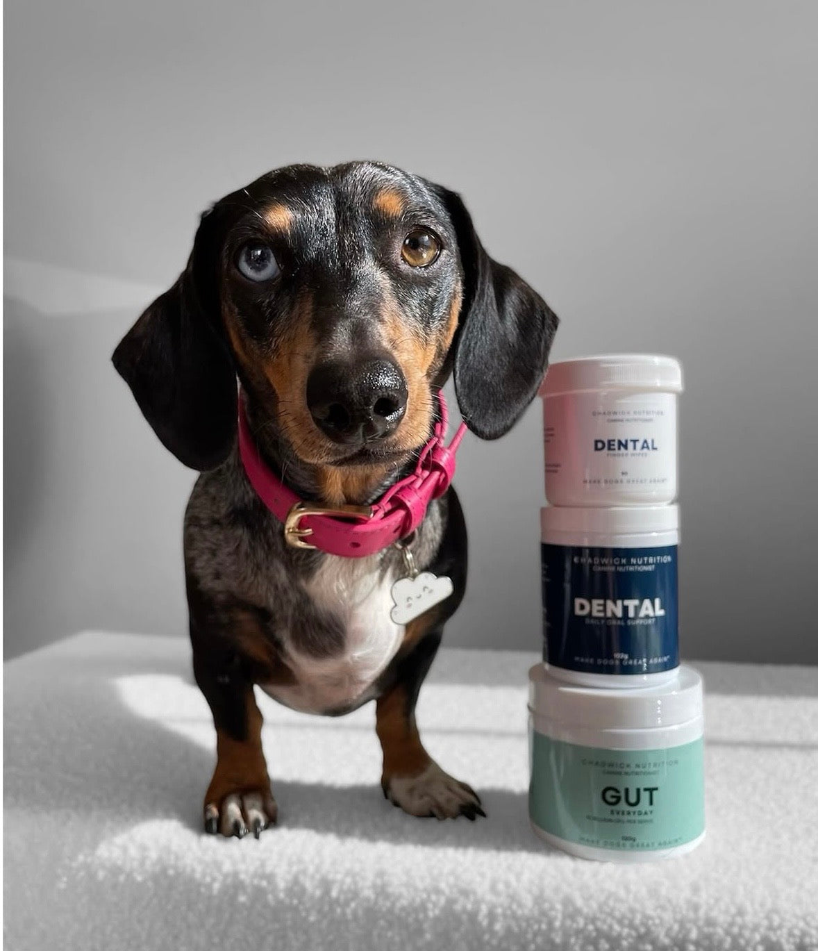 The Complete Dental System for Dogs.