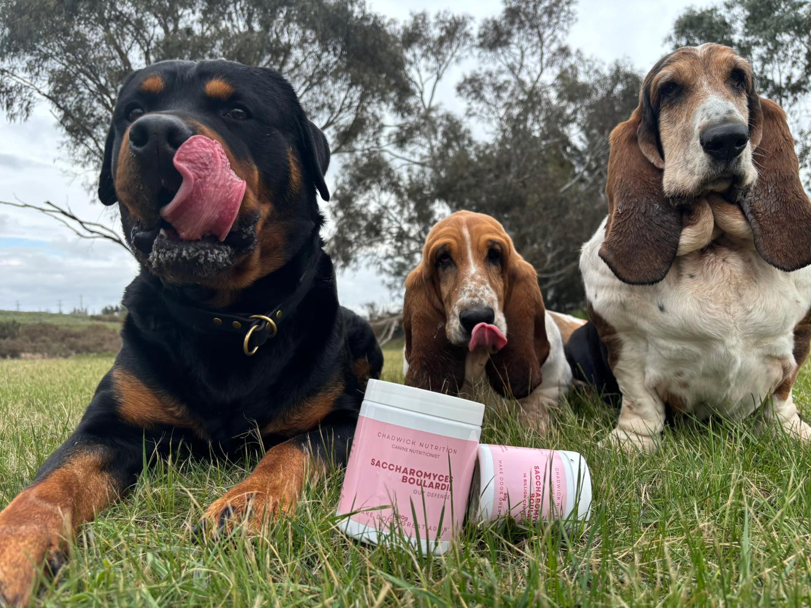 Saccharomyces boulardii - Gut Defence.