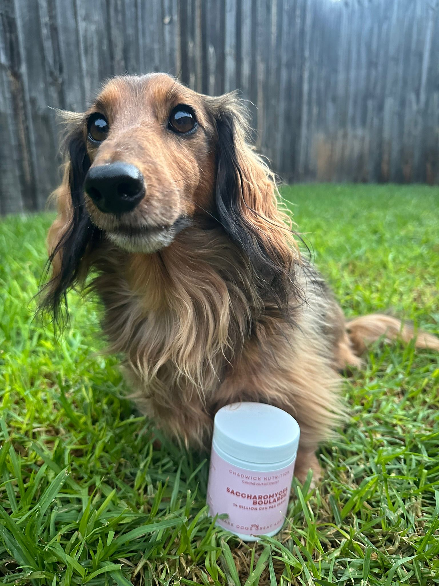 Saccharomyces boulardii - Gut Defence.