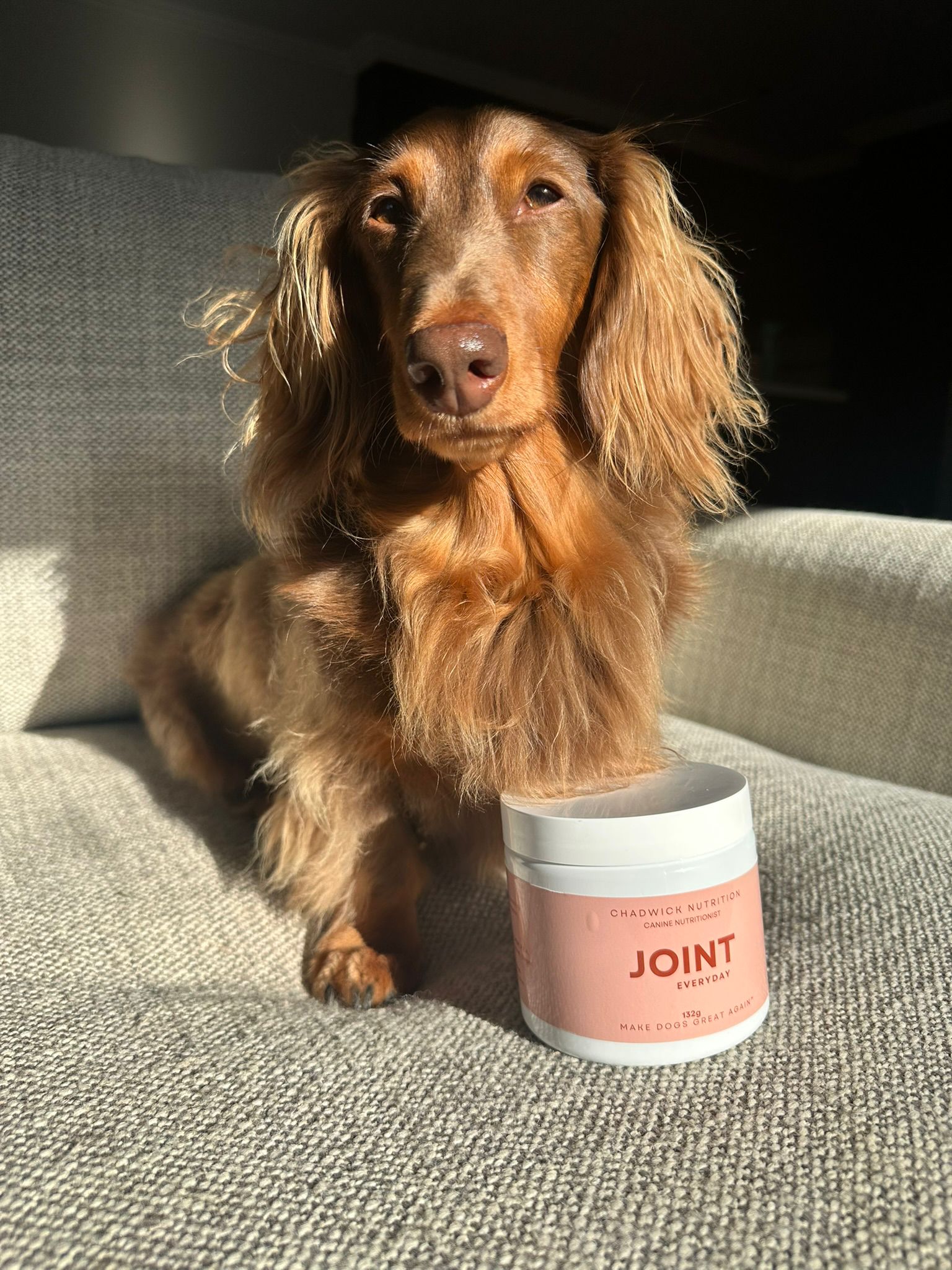 Joint Everyday - Daily Joint Health Support for Dogs.