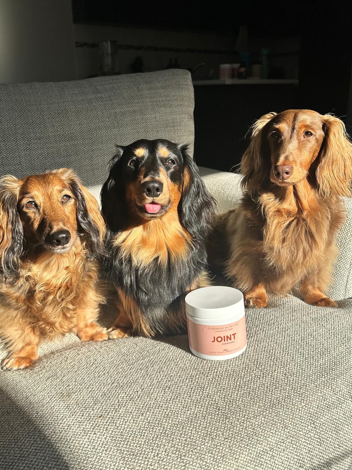 Joint Everyday - Daily Joint Health Support for Dogs.