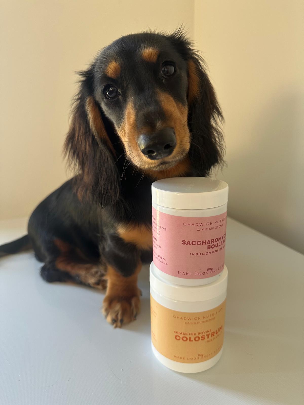 The Puppy Bundle — Supporting Your Puppy’s Immune and Digestive Health.