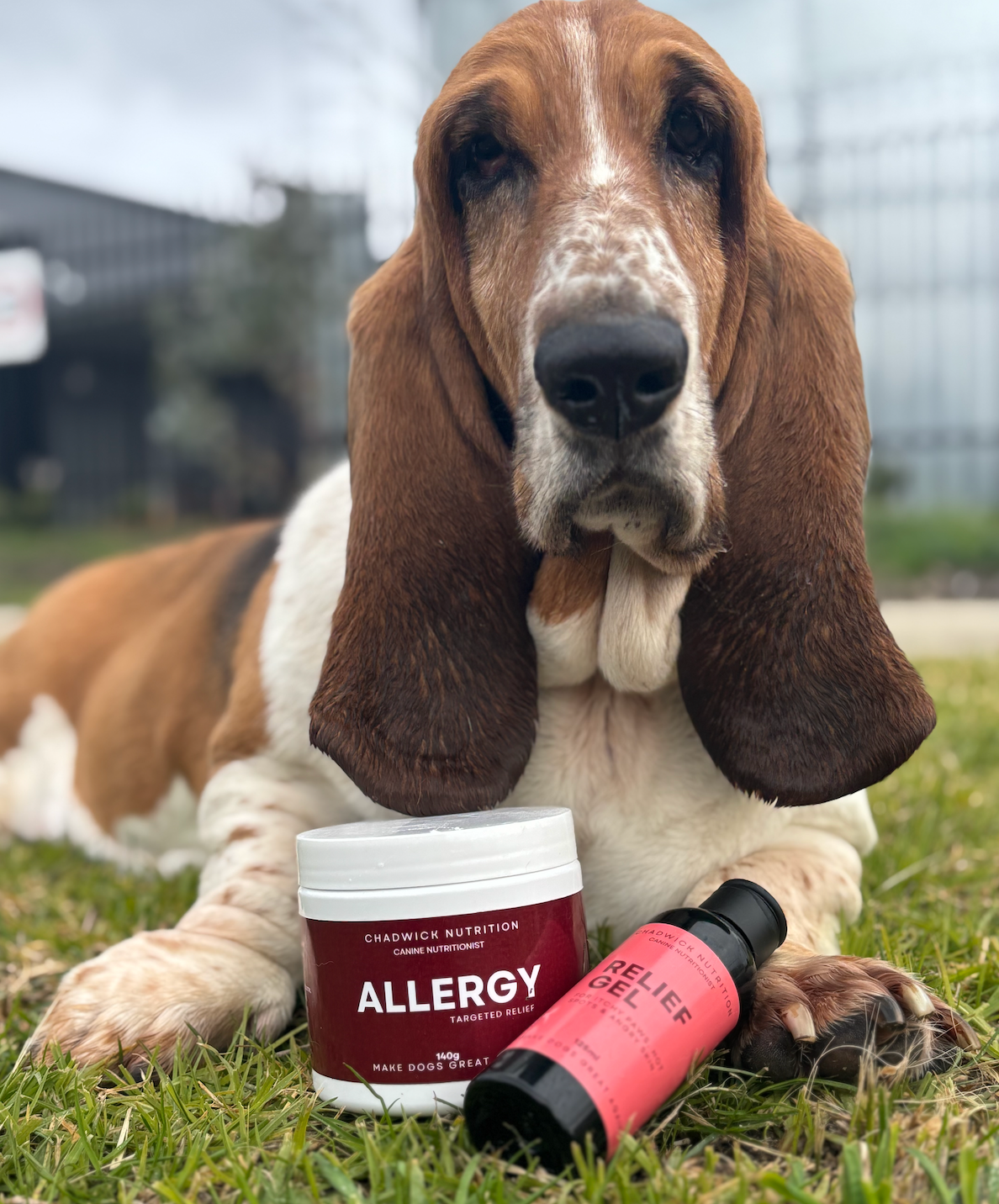 Allergy + Relief Gel - Internal and external allergy support for Dogs.