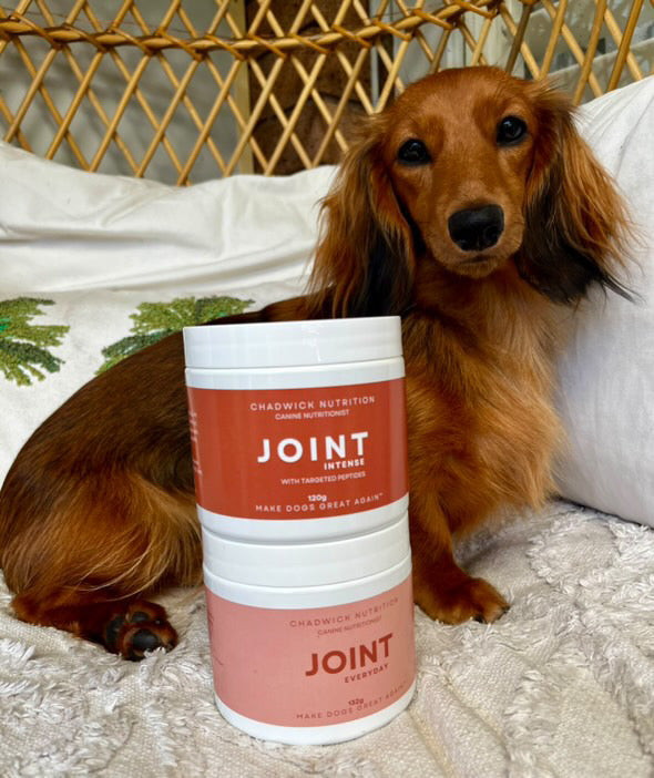 Joint Everyday - Daily Joint Health Support for Dogs.