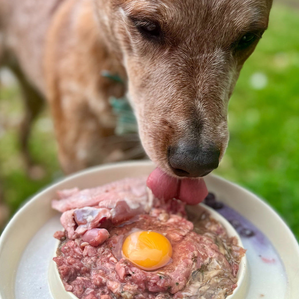 Everyday Health Bundle – Daily Gut and Joint Support for Dogs.