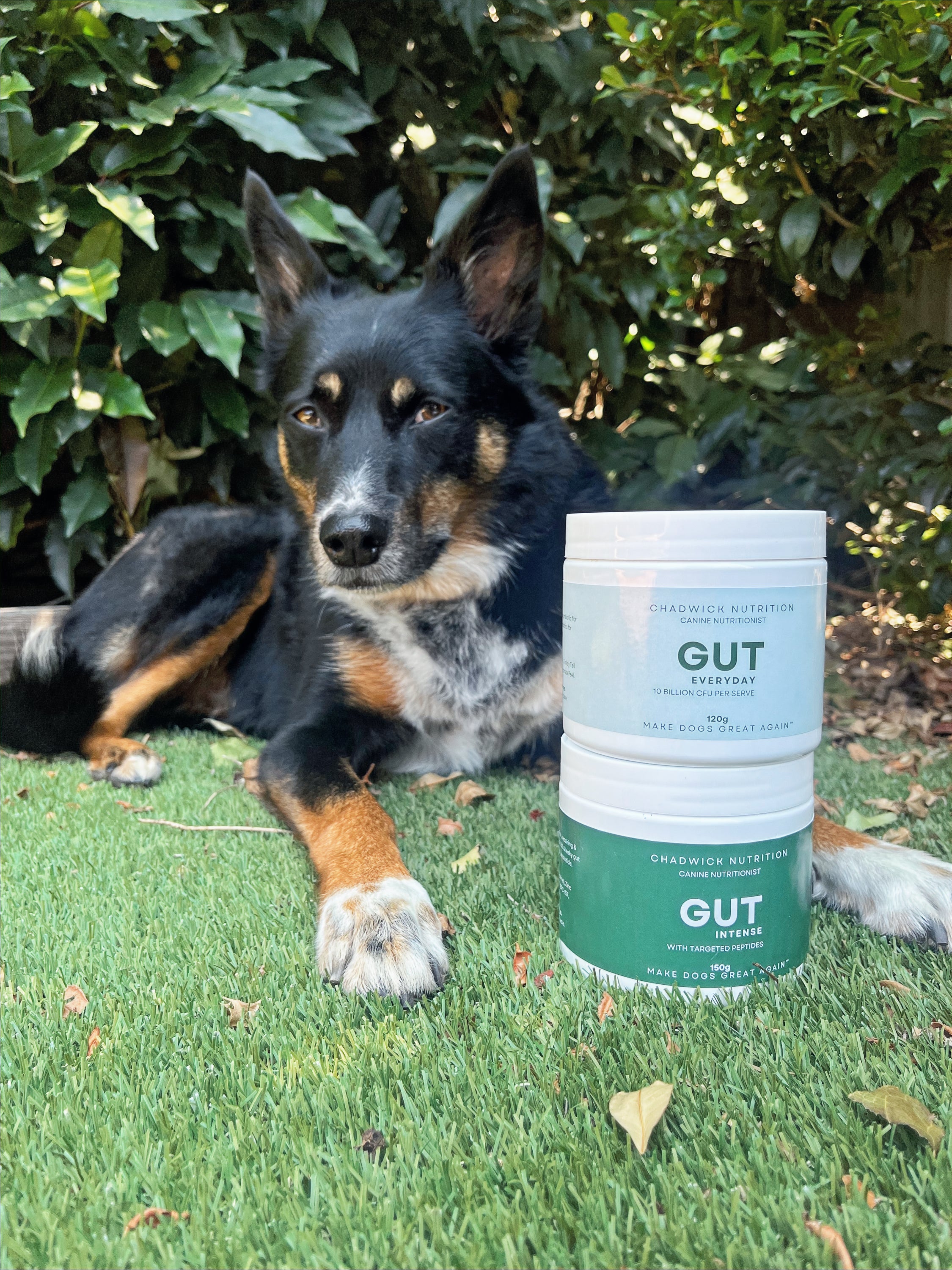 Gut Repair Duo (Step 1 + Step 2).