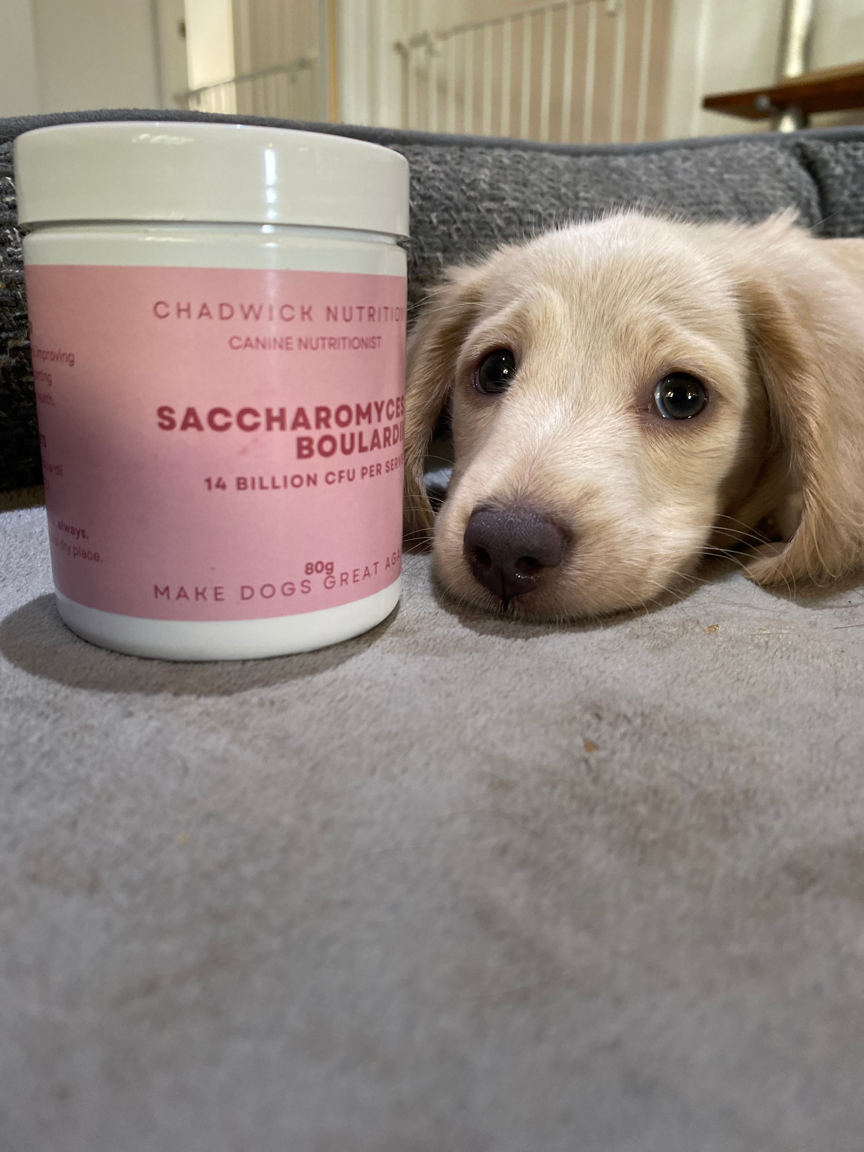 The Puppy Bundle — Supporting Your Puppy’s Immune and Digestive Health.