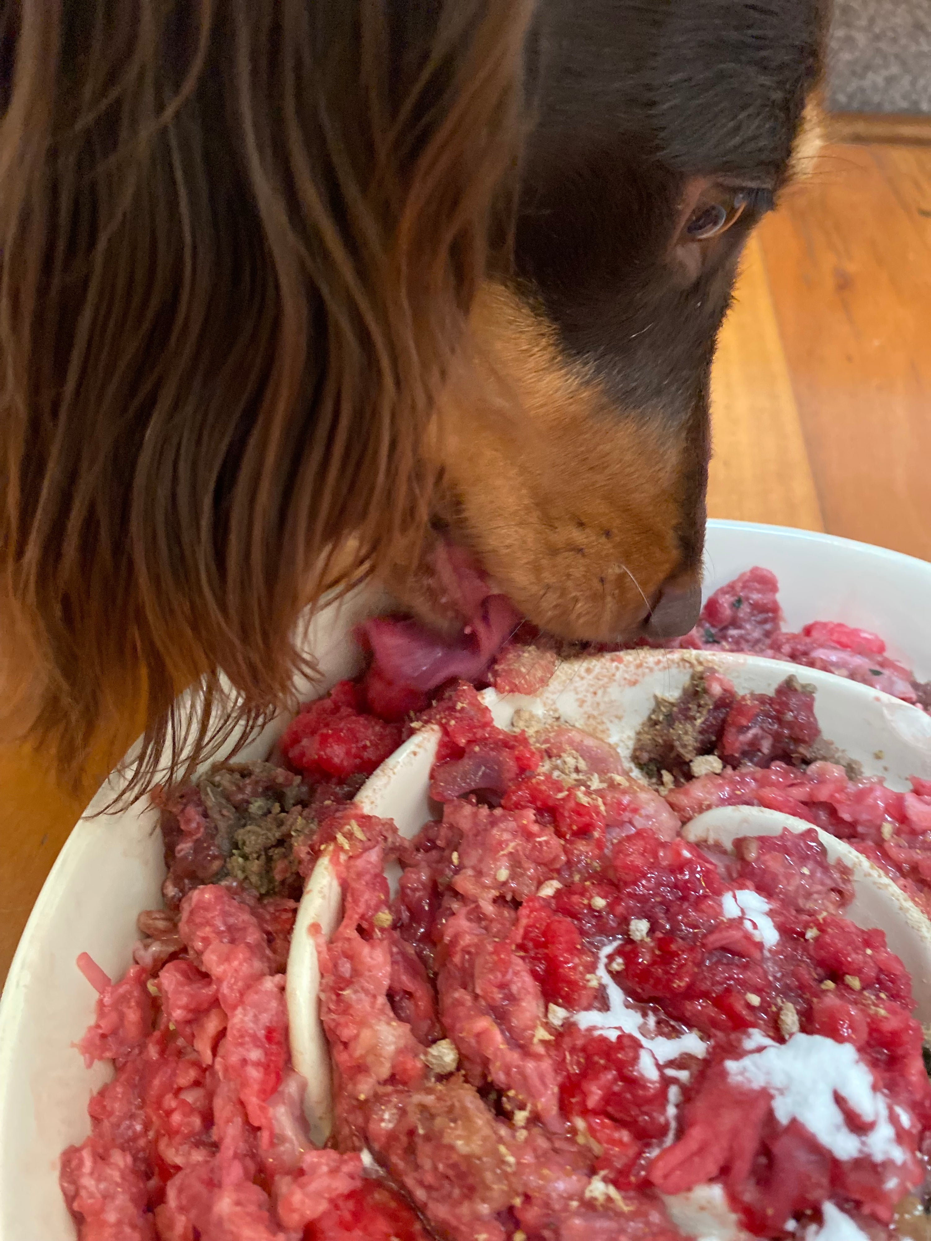 The Puppy Bundle — Supporting Your Puppy’s Immune and Digestive Health.